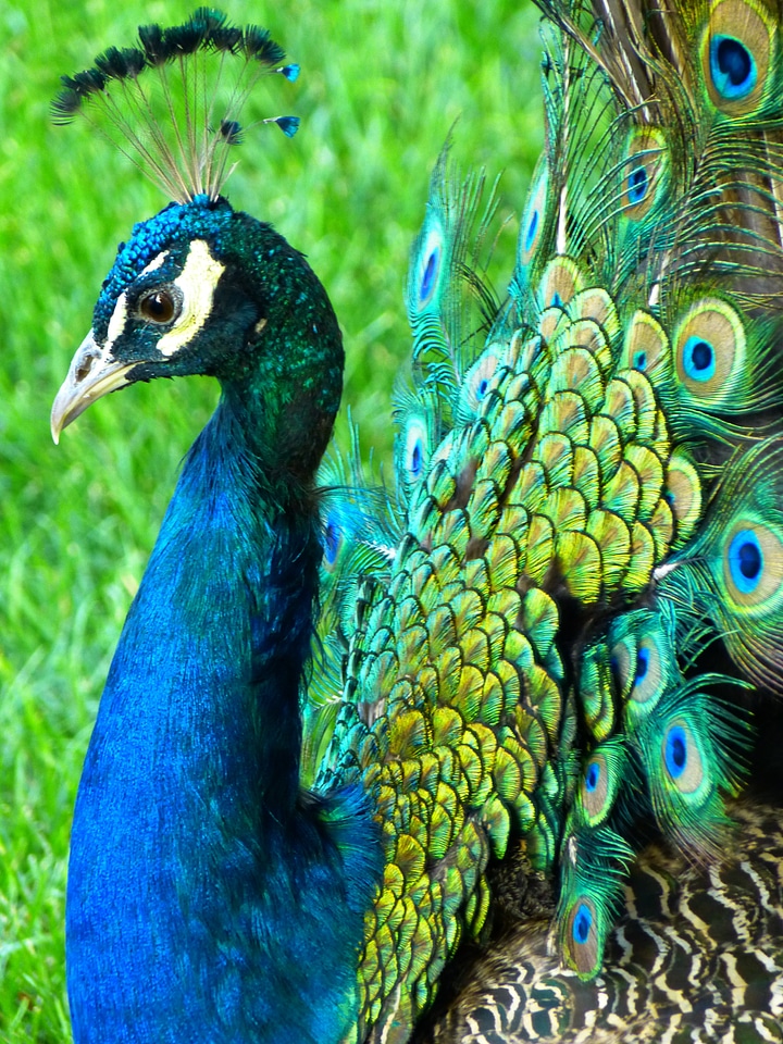 Ziervogel spring crown beautiful