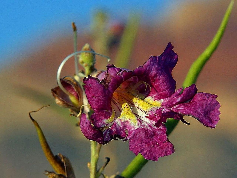 Bloom trees 