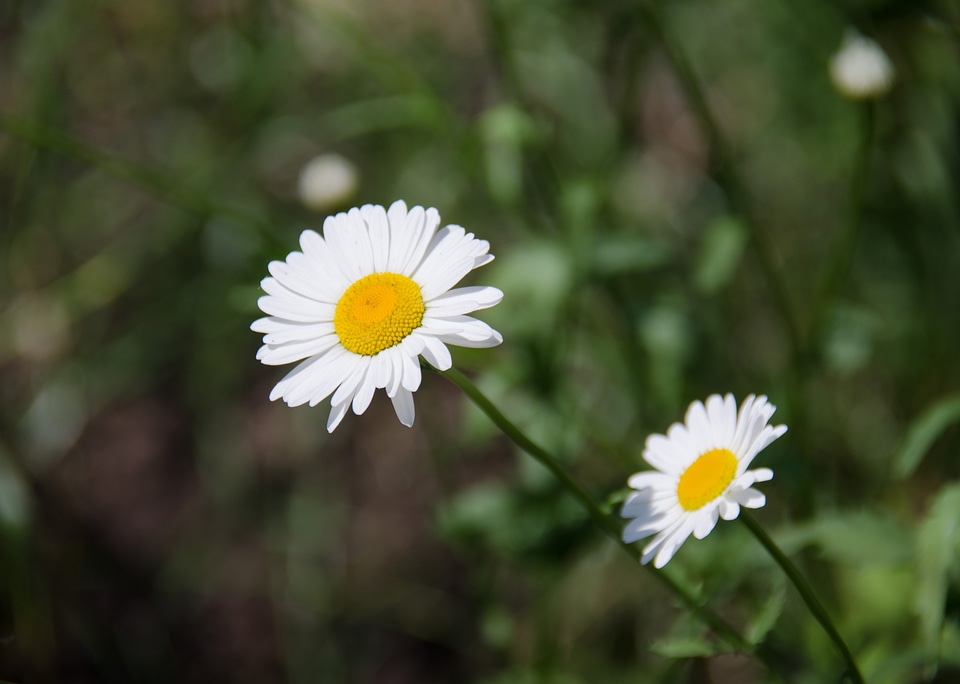 Flowers white summer