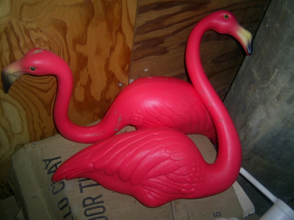 Backyard bird classic