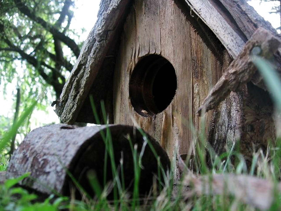 At Home bird 