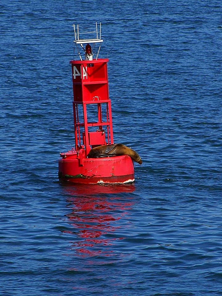 Animal mammal marina
