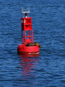 Animal mammal marina