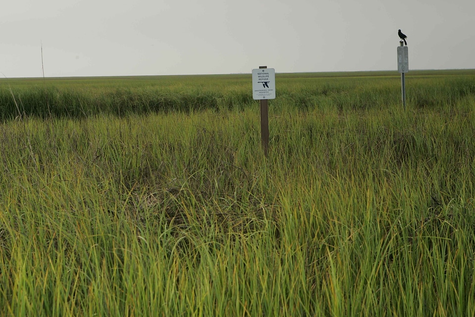 Grass Plants greenery shield