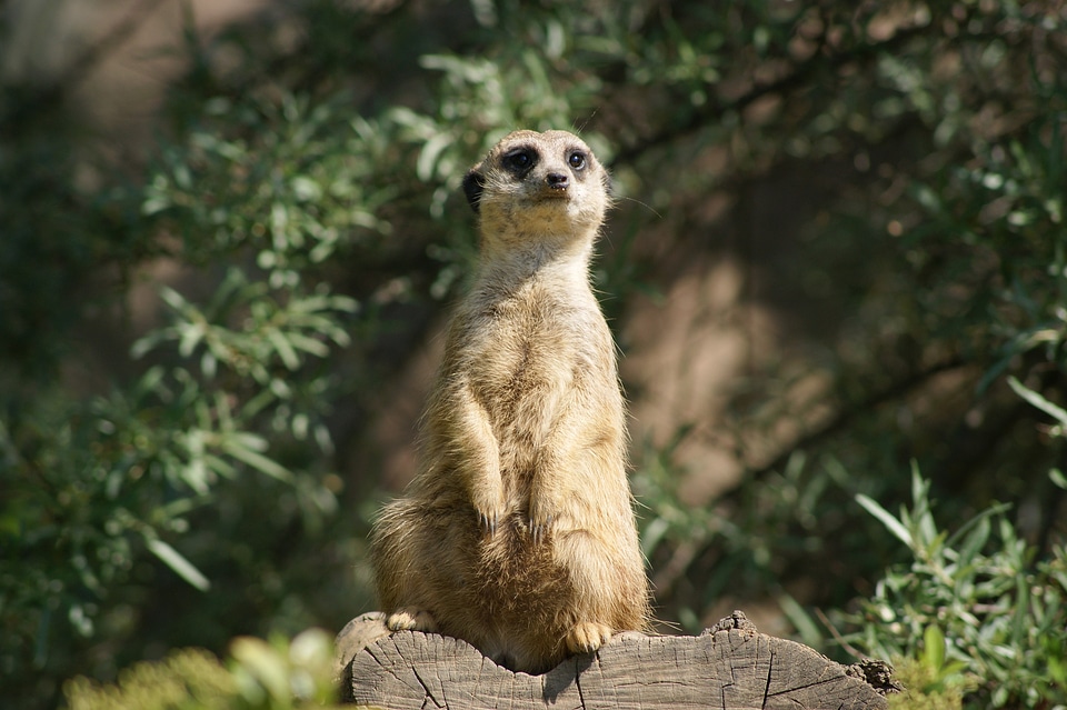 Meerkat africa zoo