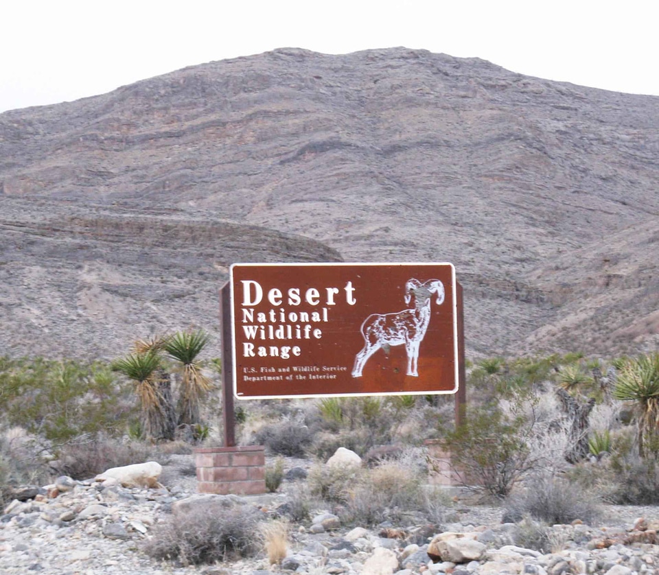 Desert domestic nature