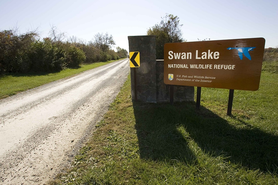Entrance lake mute swan
