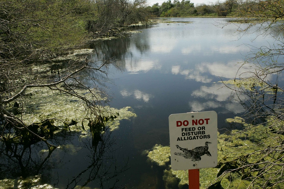 Alligator shield warning