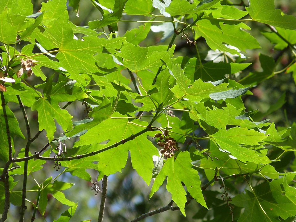 Nature fresh plant