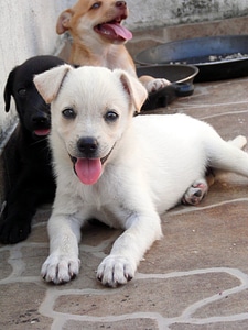 Animal dog puppy photo