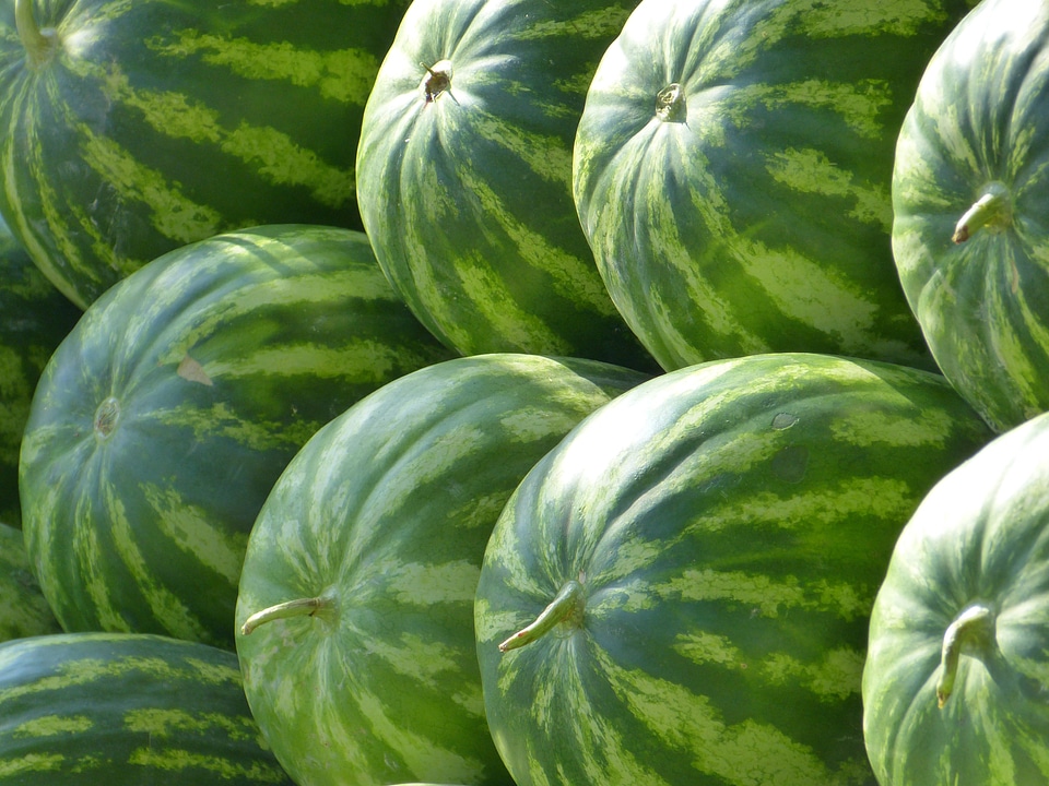 Water melons fruit green