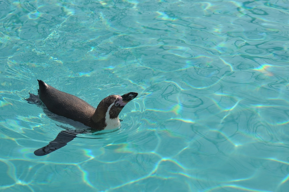 Penguin swim aquarium