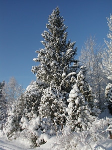 Gran cold snowy photo