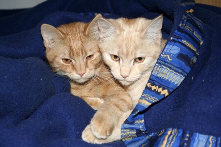 Ekh red mackerel tabby animals