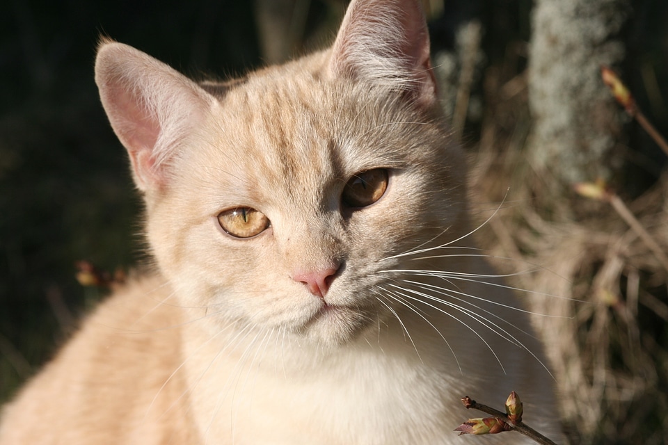 Ekh red mackerel tabby animal