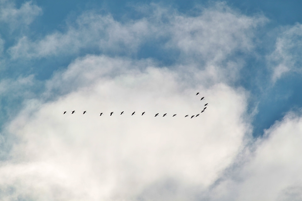 Flying formation animal world migratory birds