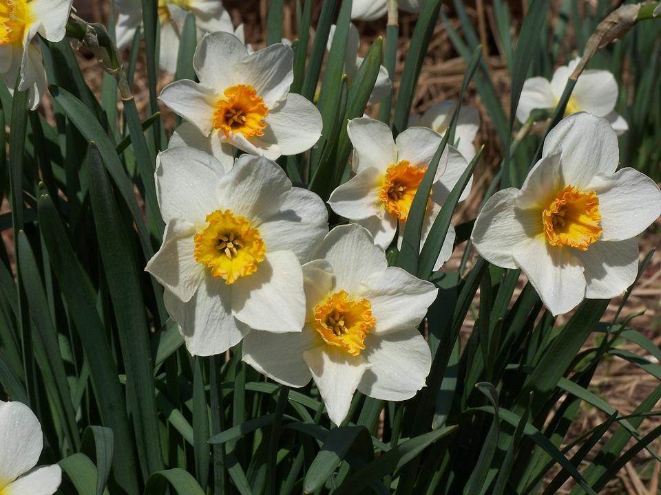 Natural blossom bloom