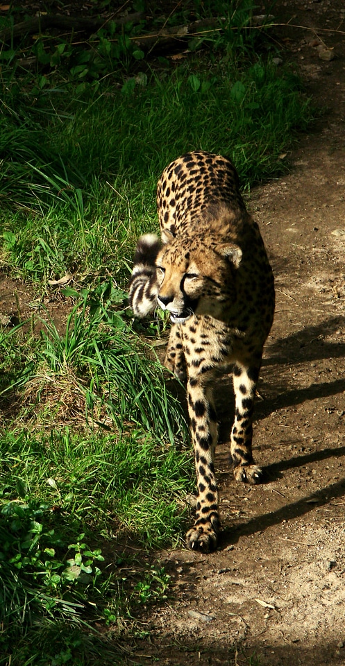Feline wildlife zoo
