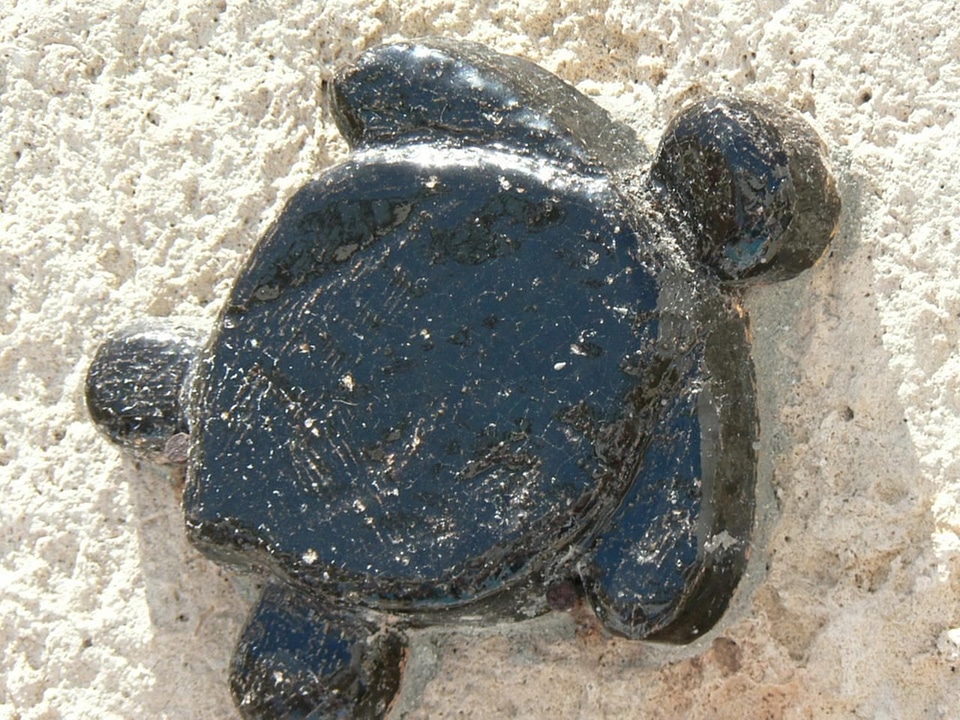 Decoration tortoise wall