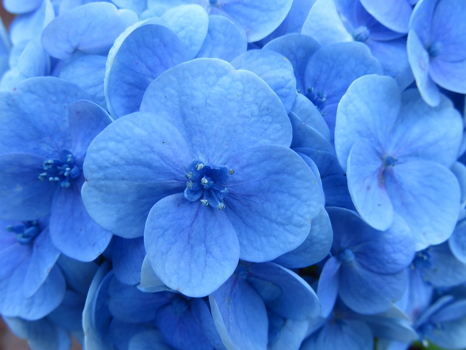 Stamens blossom petal