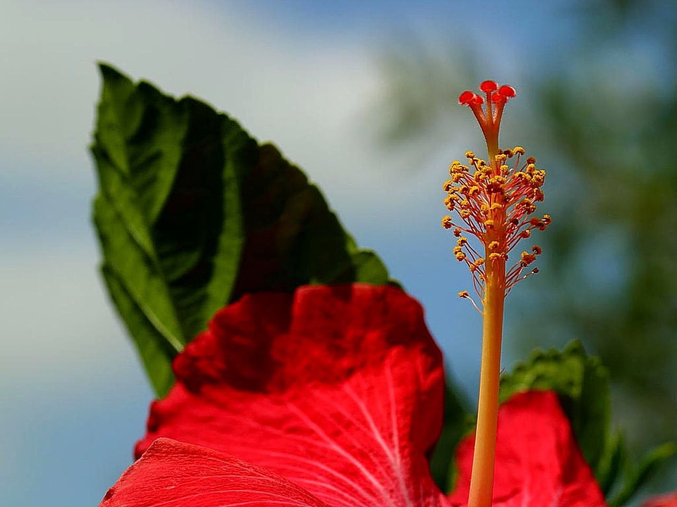 Bloom hibiscus red