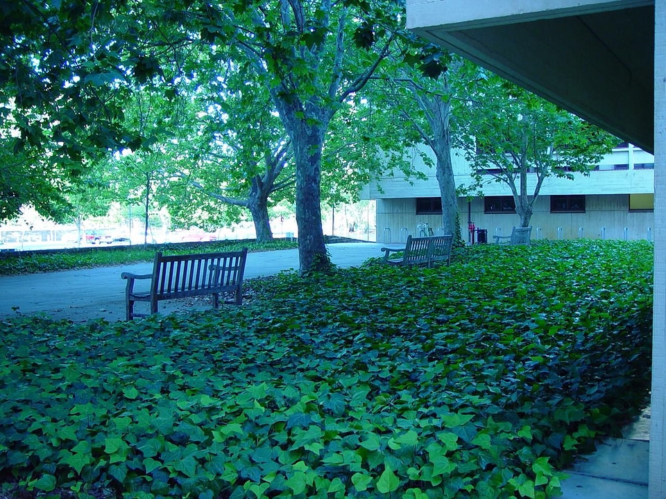 Australian college western
