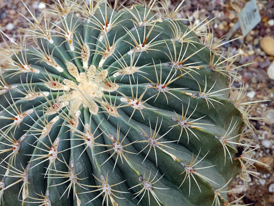 Nature plant natural