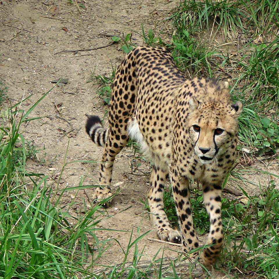 Feline wildlife nature