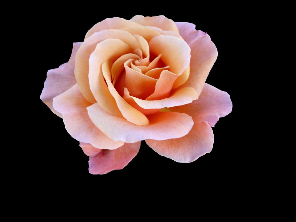 Color pink nature blossomed