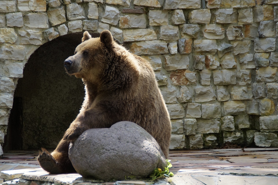 Grizzly bear animal zoo