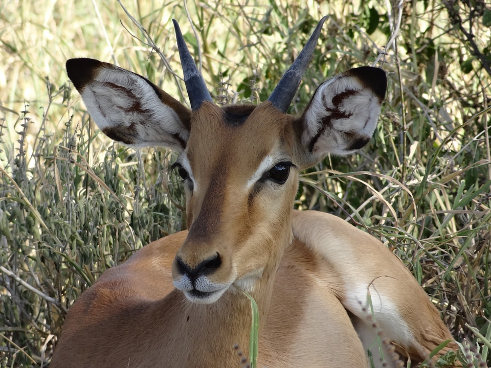 Impala savannah nap