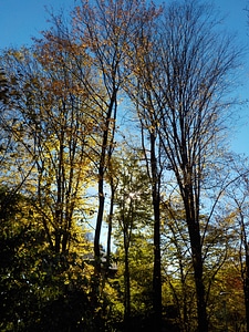 Autumn landscape forest photo
