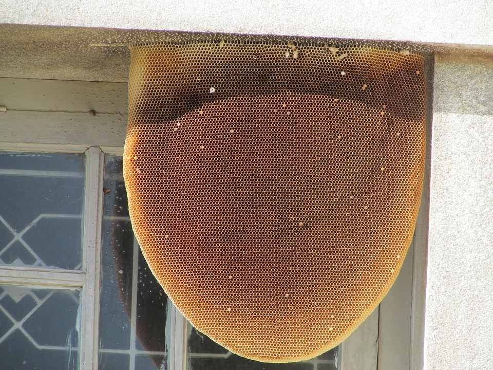Honeycomb bees honey bee
