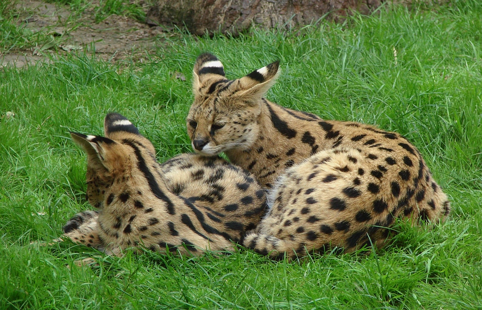 Big fur african
