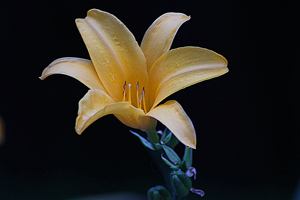 Natural blossom bloom