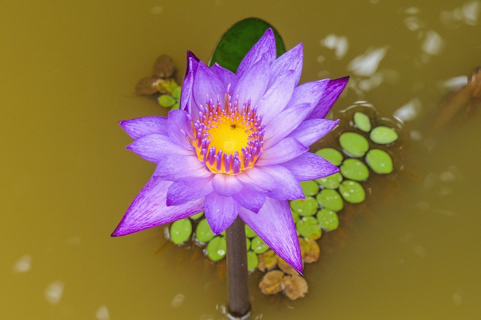 Plant aquatic plant water lily