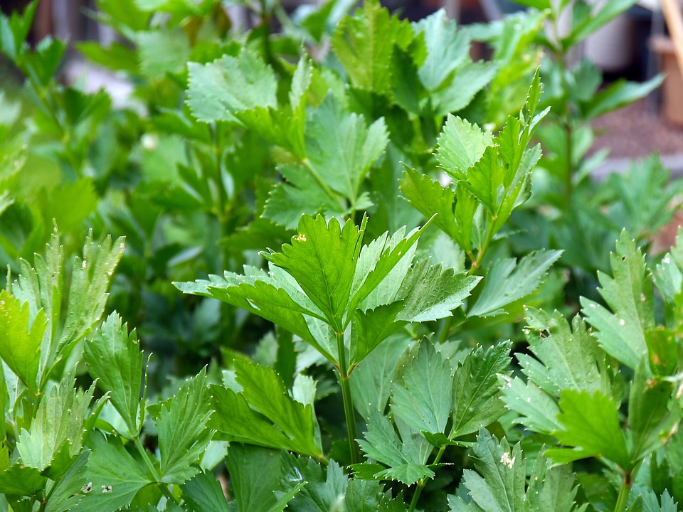 Plant natural botanical