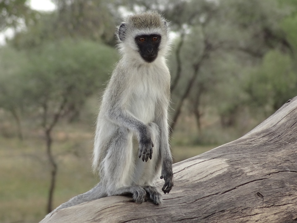 Monkey portrait human