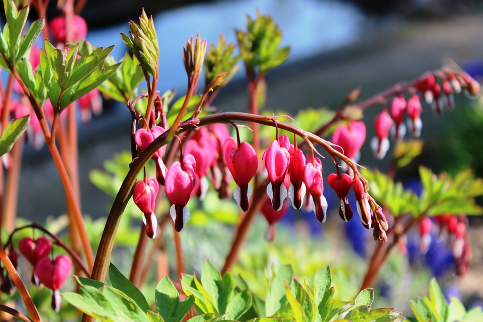 Ornamental plant flower bloom
