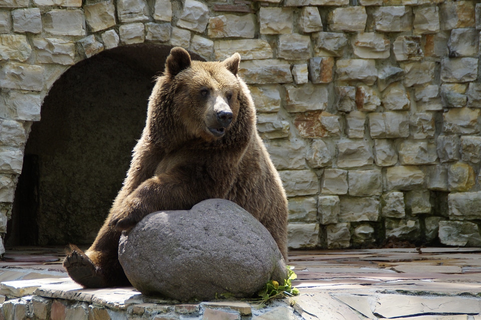 Grizzly bear animal zoo