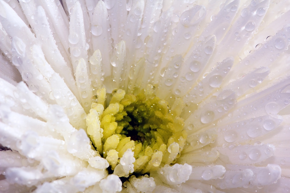 Nature beauty plant