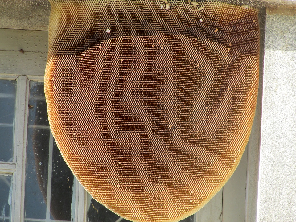 Honeycomb bees honey bee