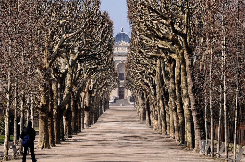 Trees symmetry allee