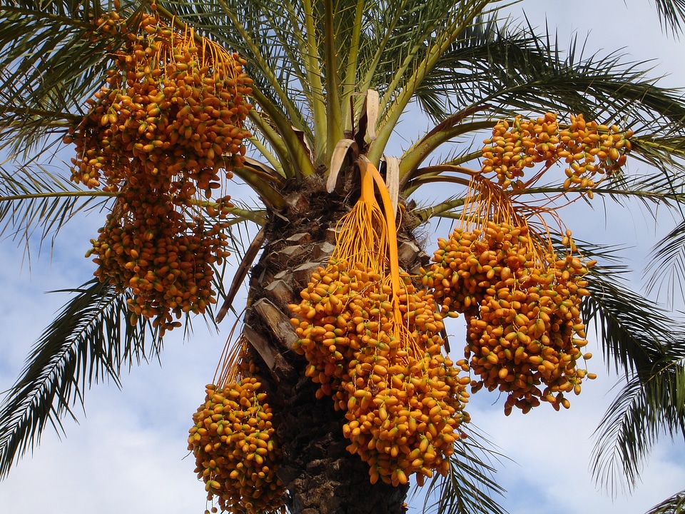 Phoenix dactylifera fruits seeds photo