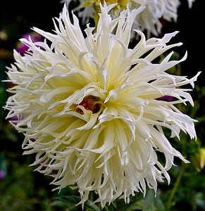 Petal nature blossom