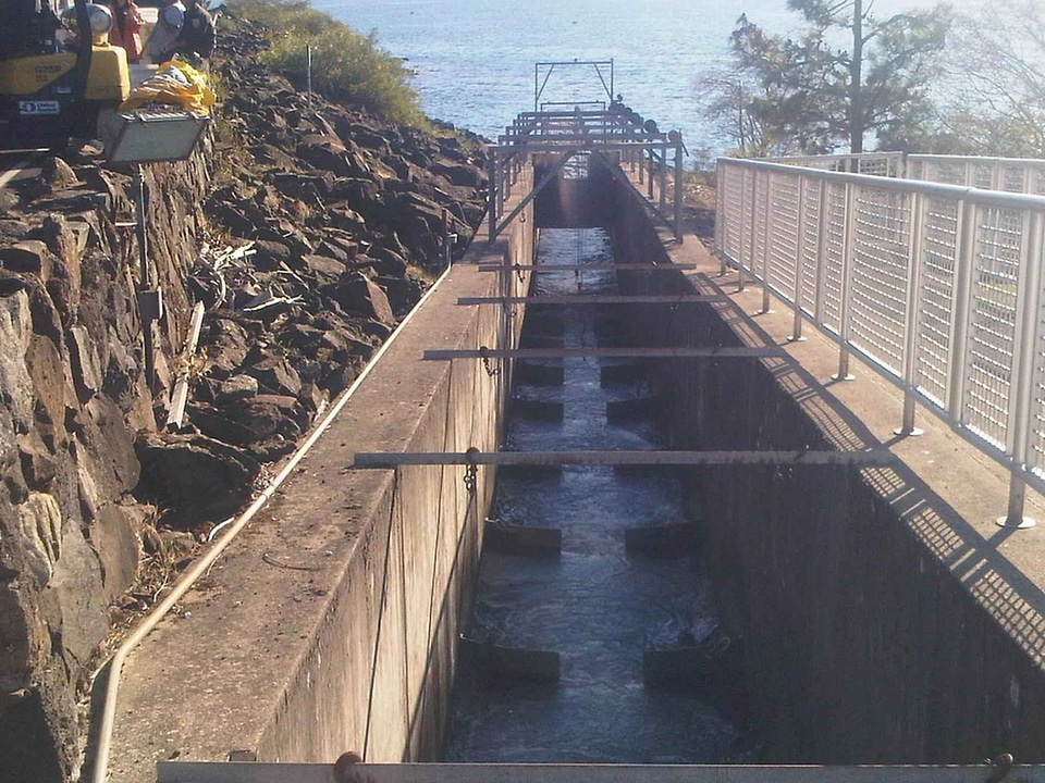 Fish fish ladder ladder