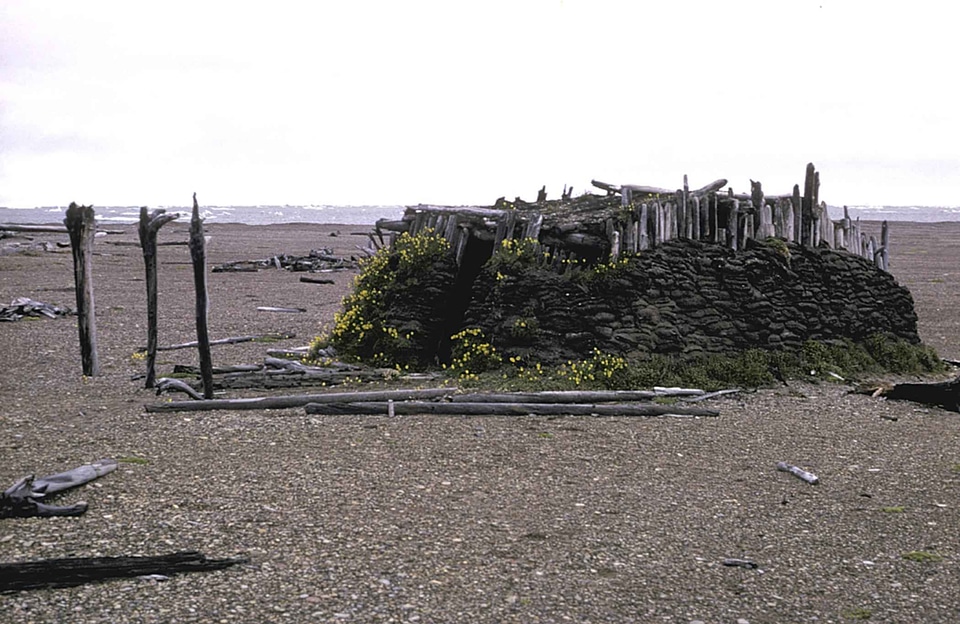 Ancient at home driftwood