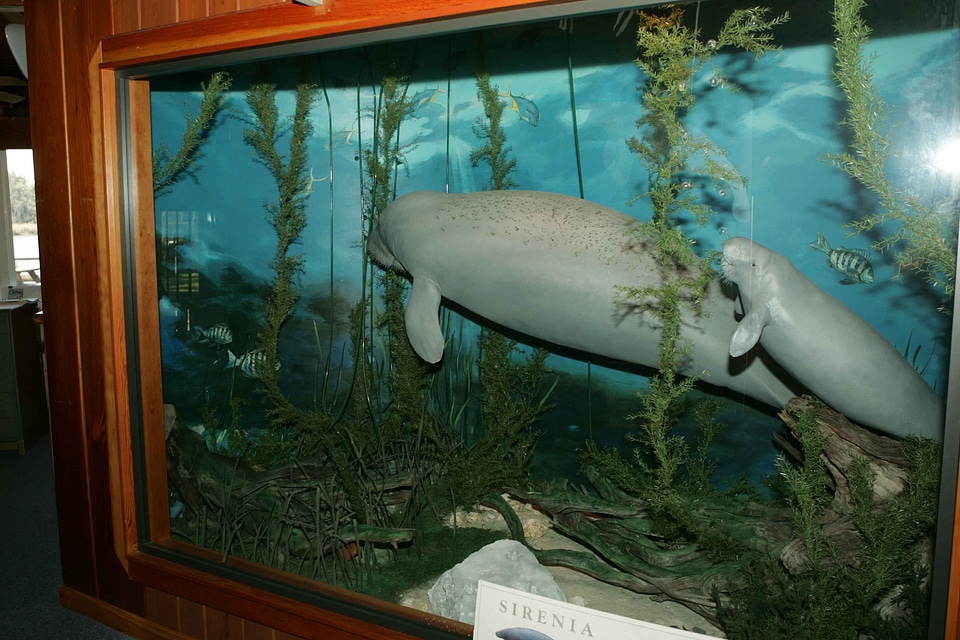 Animal museum Trichechus manatus