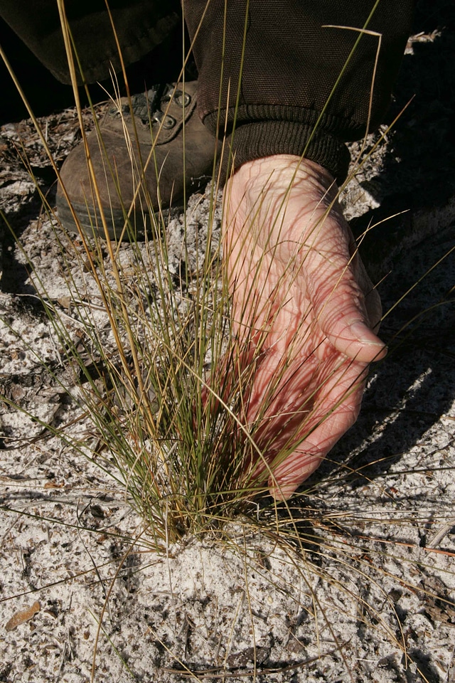Grass Plants habitat native