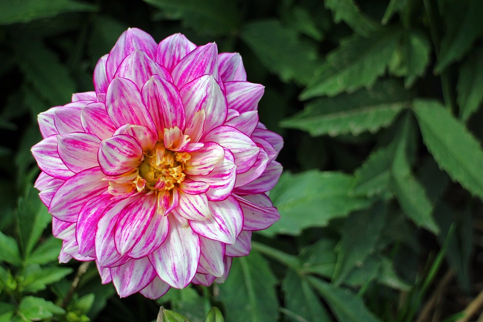 Composites flower garden ornamental flower